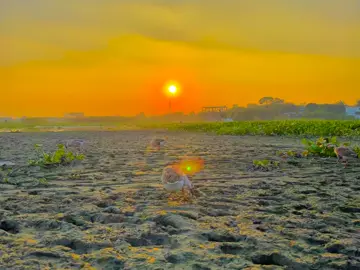 প্রৃকিৃতির এই অপুরুপ সৌন্দর্যের মাঝে হারিয়ে যেতে চাই! জীবনকে প্রৃকিতির রং, রুপ ও গন্ধে মানিয়ে নিতে চাই।😌❤️‍🩹#foryou #foryoupage #vairal #unfrezzmyaccount #foryoupageofficiall 