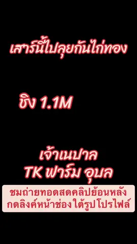 พร้อมลุยเจ้าเนปาล#เจ้าเนปาล #tkฟาร์ม #อาชาเทพ #ตัวเทพไก่ชน #ถ่ายทอดสดไก่ชน 