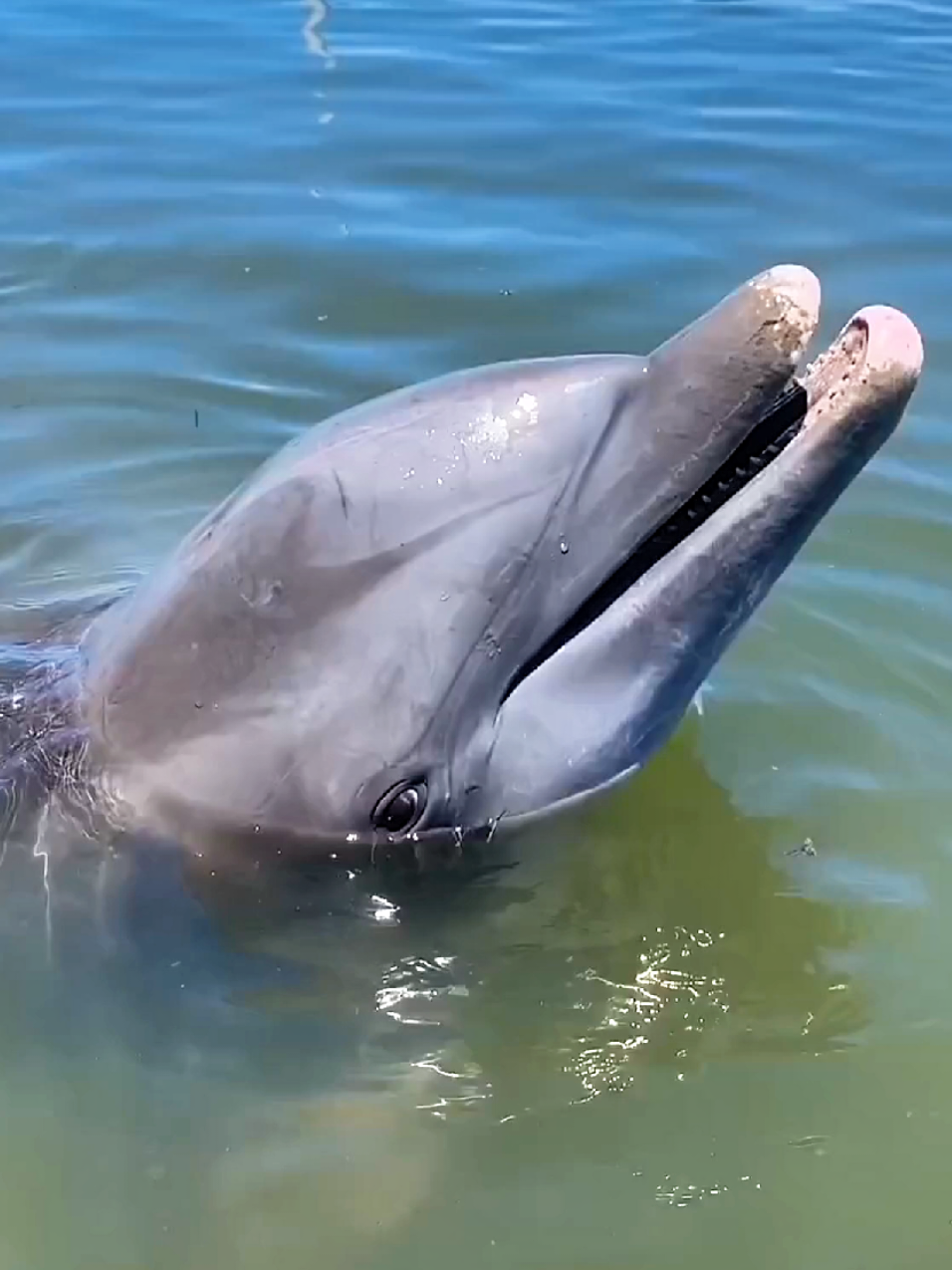 A Dolphin's Laugh 😁 To Repost : Sorry if my repost button doesn't show up, please click the share button (three dots icon or curved arrow icon), then click repost🙏❤. Via YT : lugnutthechocolatelabrador5189 #animals #funny #cute #fyppppppppppppppppppppppp #fypage 