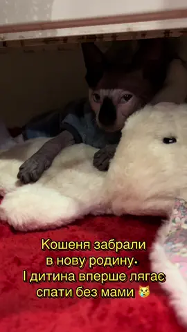 Кошеня вперше лягає спати без мами. #кошеня #сфінкс 
