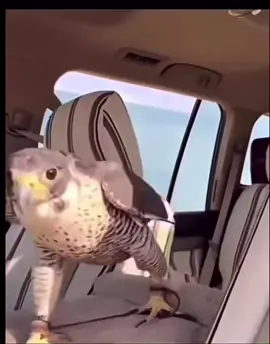 #explore #اكسبلووور #شاهين #قرناسه بحريه #fyp 