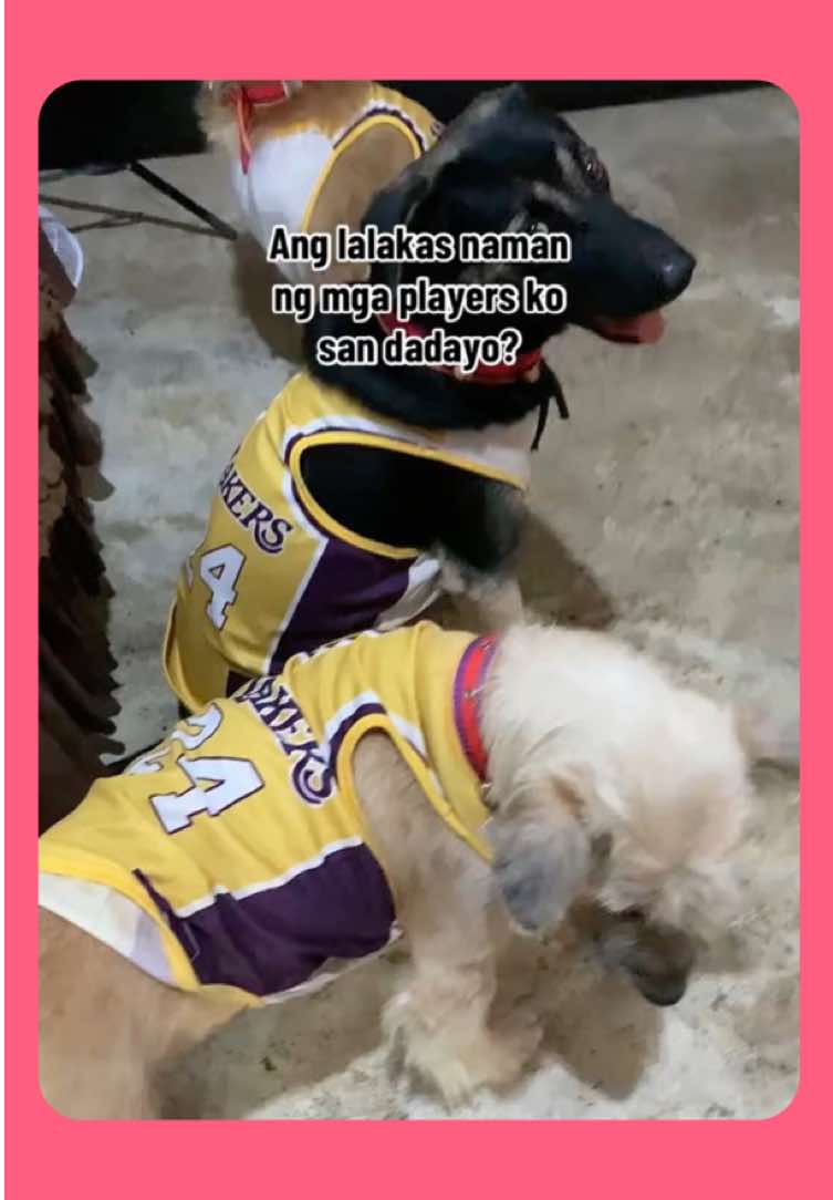 Bigyan ng MVP vibes ang fur baby mo! 💛 Super comfy, breathable, at angas ng style — parang tunay na champion! 💪🐶 Pili na ng favorite team jersey ni doggie! 🏀⚽ #dogclothes #dogjersey #bigdogclothes #petclothes 