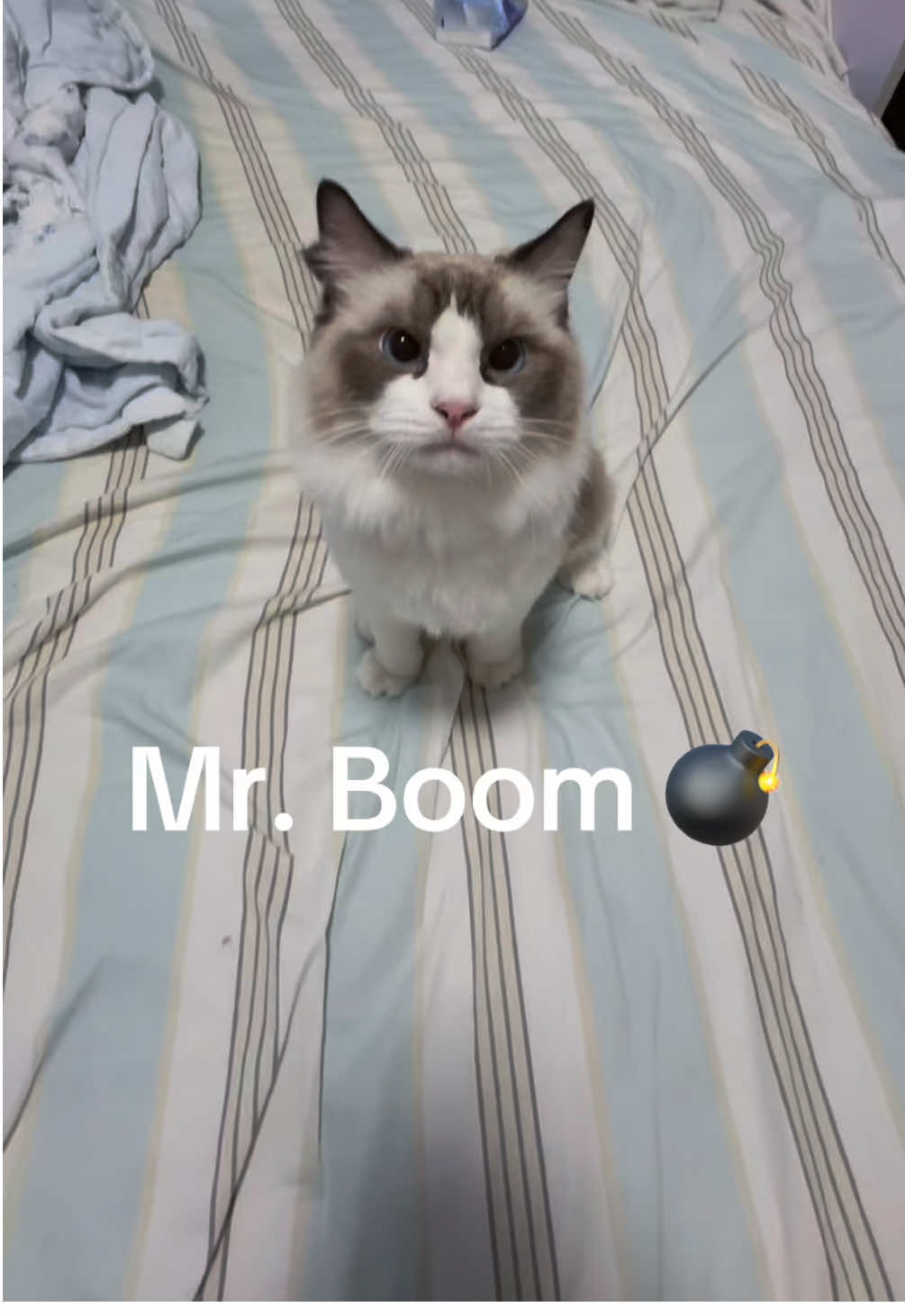 Mr. Boom playfighting 💣 (Credit: 腊月七, Douyin)  #mrboom #boom #cat #meme #fyp 