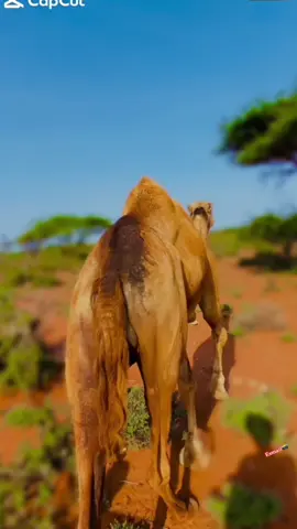 #baaraqkii #geela#mudug #baadiye🔥🌅🌴 