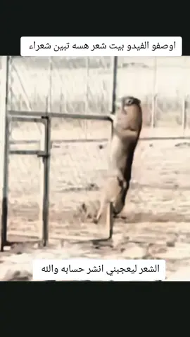 احبكم كلكم 🫶🏻🌺#اللهم_صلي_على_نبينا_محمد #الشعب_الصيني_ماله_حل😂😂 #غنام_مانب_غنام_اهلك_حطوني_راعي #ناصريه_كوت_حله_سماوه_اربيل_دهوك_احبكم_ #غنم_صنف_نعيم_حلال_الخليج_الكويت_سومه_م 