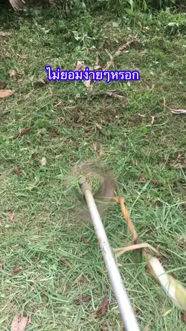 เกิดแต่กับฉาน #เด็กพัทลุง #เด็กใต้ #เกษตรกร #เครื่องตัดหญ้า #ตัดหญ้า 