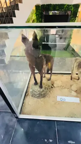 شلون اقنعكم ذني حقيقيات ومحنطينهن  #جامعة_القادسيه #كلية_العلوم