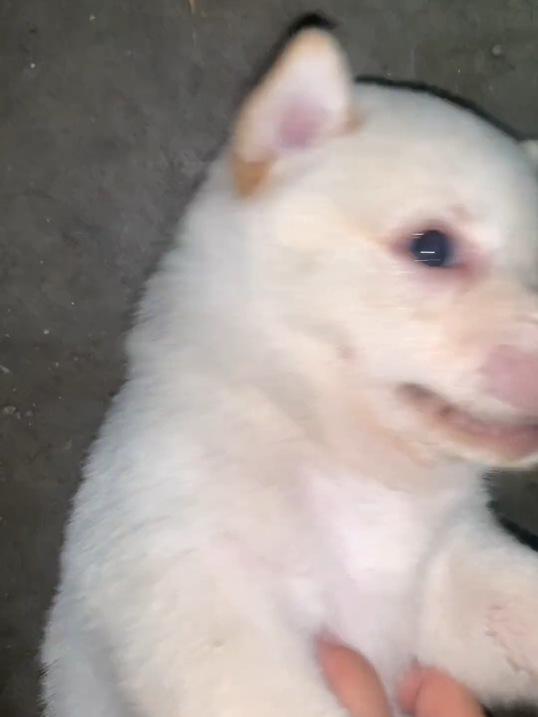#forypupage #viralshorts #cuteanimals #doggo #@every #cutedogvideo #foryoupage❤️❤️ #dogloversfeed