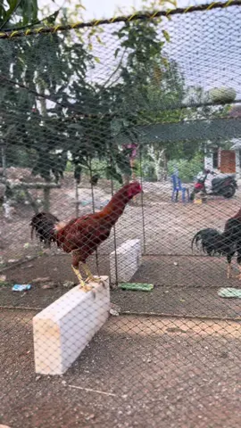 Pesona ayam horen#ayamjawaindah🐓 #ayampamaindonesia 