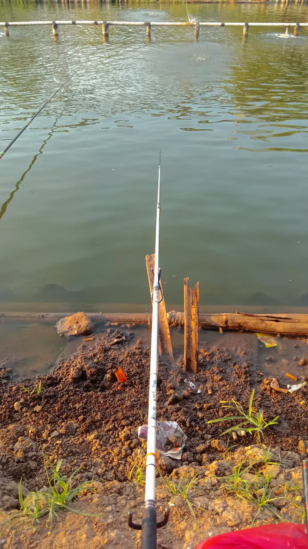 pesona white koi emang beda #fypmancing #fyp  #lewatberandafyp 