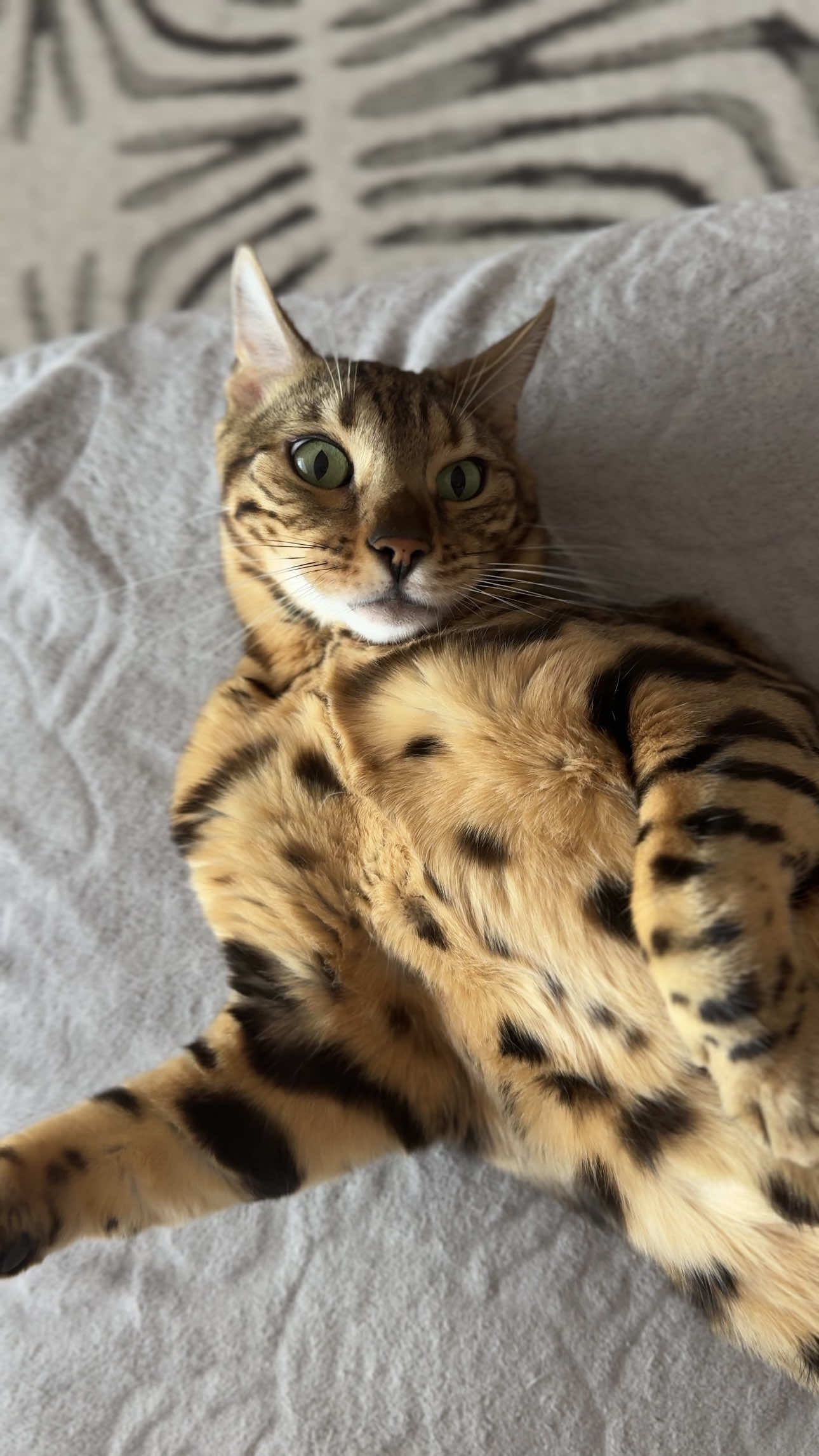 Главное, что было вкусно😹😹😹 #юмор #прикол #котики