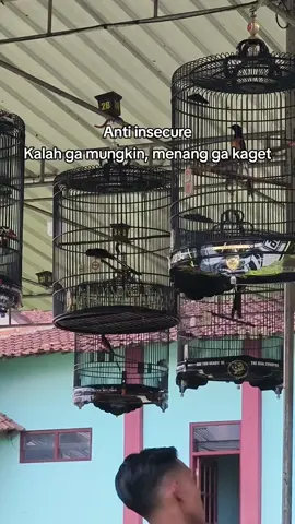 Lakone😎#kicaumania #lombaburung #muraibatuindonesia #muraibatumania #muraibatu 