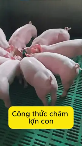 Công thức chăm chuẩn cho lợn con #greenfree #vobeogreenfree #nuoiheo #channuoi 