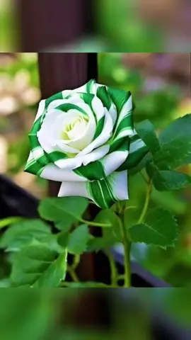 #🥀🥀🥀🥀🥀🥀🥀🥀🥀 #🥀🥀🥀🥀🥀🥀🥀🥀🥀 