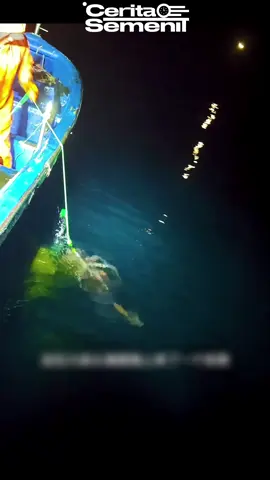 Nelayan Chile Gila-Gilaan Tangkap Cumi-Cumi #ceritasemenit #fyp #infomenarik #nelayancumicumi #cumicumi 