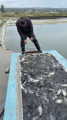 #CapCut fish release #fyp #fishing #viralvideo #fishinglife 