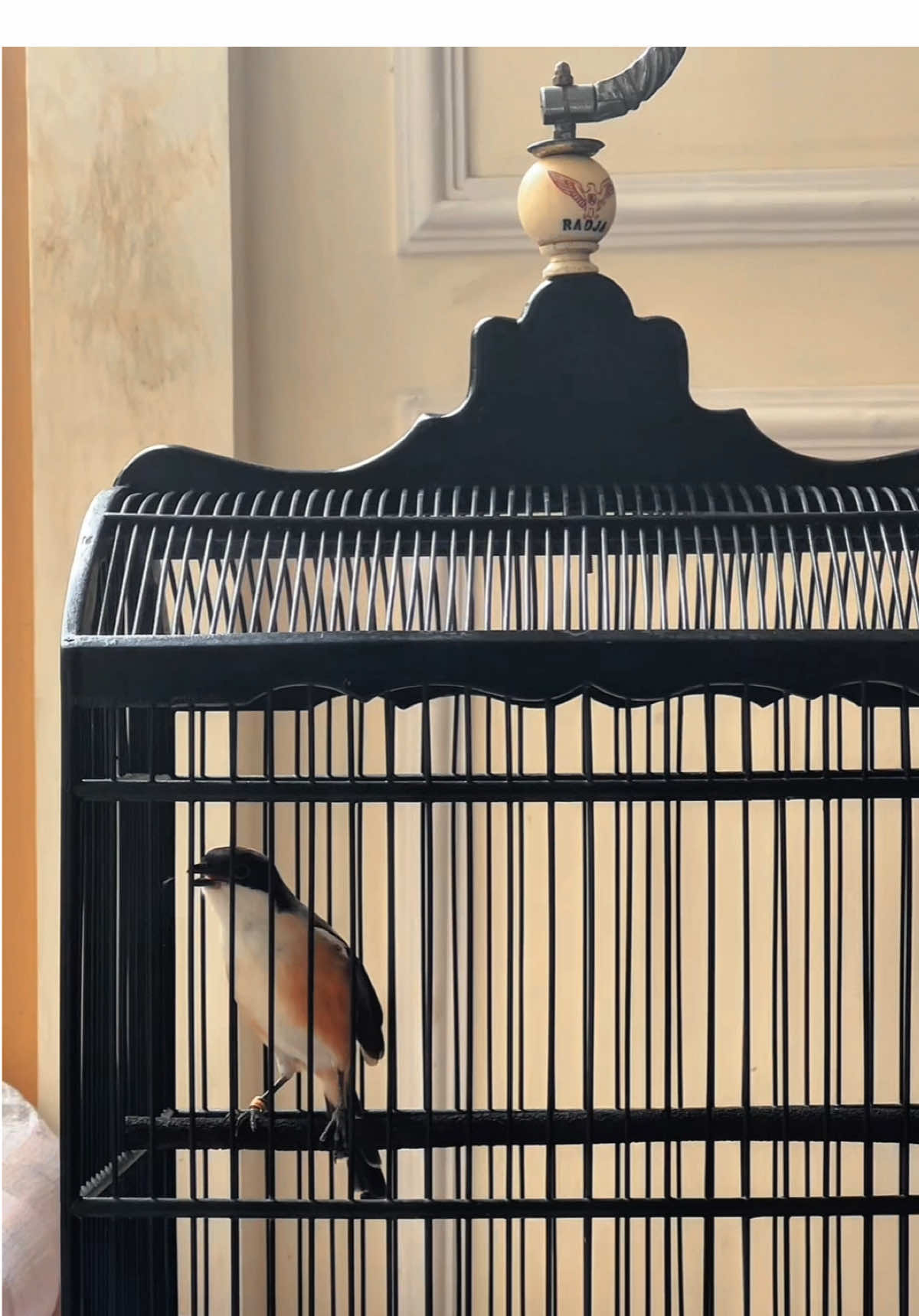 crat cret crat cret tok🤦🏻‍♂️😅 #storikicaumania #kicaumaniaindonesia #cendetmanianusantara #cendetmaniaindonesia  #fyp 