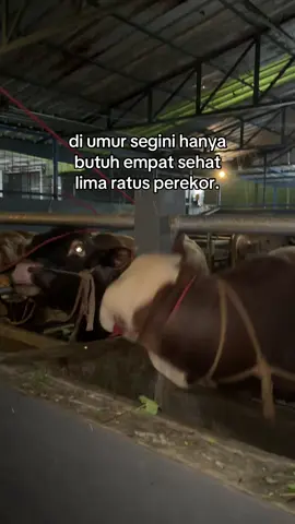 😍#sapiqurban #juragansapi 