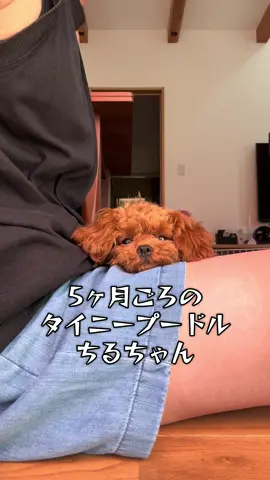 #タイニープードル #犬のいる生活 #トイプードル #fyp #プードル 