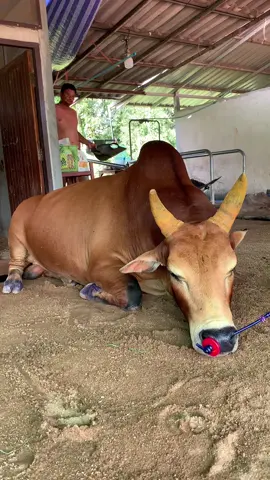 เม็ดเงินว่านอนเก็บเเรงก่อน #ลังสาดงามนักโทษชาย (เม็ดเงิน)#ค่ายโคเพรชพญาวัน #ค่ายโคไข่มุกขาว #สนามกีฬาชนโคทุ่งทะเลหลวงจังหวัดสุโขทัย #ฟีดดดシ 