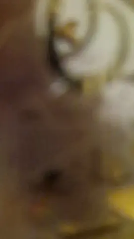 #plouisemakeup #christmasgiftideas #ifthecrownfits 