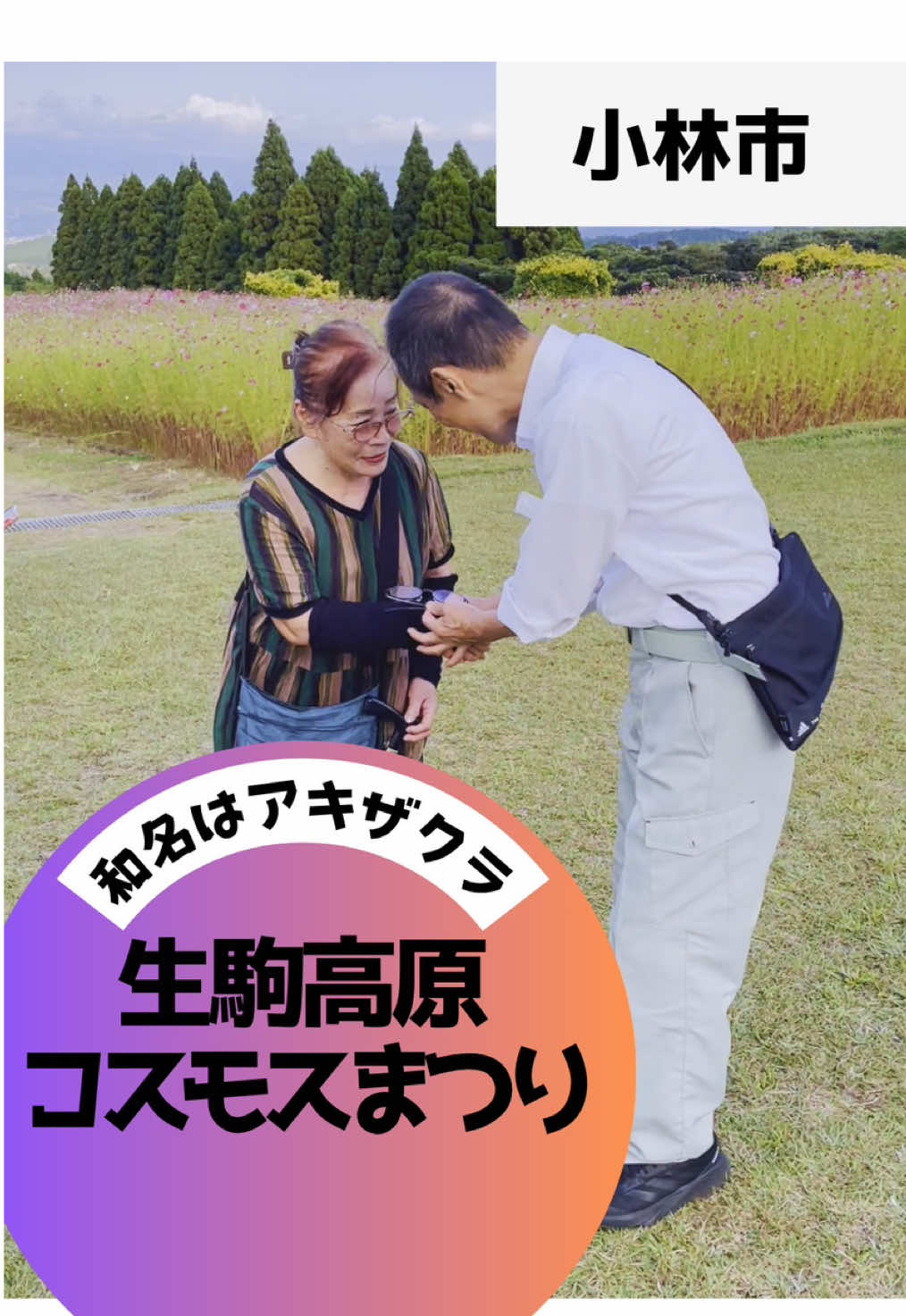 【生駒高原】#お花 #観光 #コスモス #宮崎 #ネモフィラ 