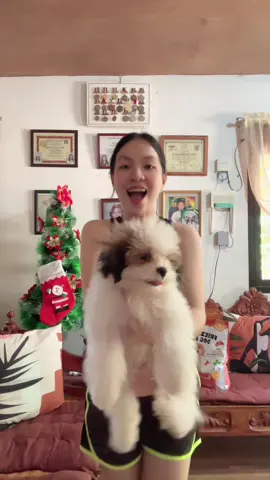 Ang bilis naman lumaki ng bibi 😍❤️ hiyang sa dog food niya. #doglover #furparents #fypシ゚viral🖤tiktok #toffie_theshihtzu #shihtzu 