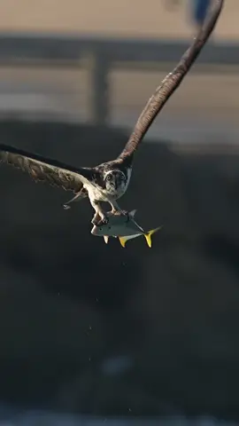 Osprey Shows Off Catch with Dramatic Head on Approach  After a quick dip into the Atlantic Ocean, this beautiful Osprey locked eyes with me and flew right towards my camera. Its fresh catch, a Jack, got an unexpected aerial tour of its home. In many ways, the fish was literally transported into another dimension. I always joke and say, “Glad I’m not a fish,” and this is the perfect reminder of why. I’m constantly exploring new ways to get closer to these incredible animals, so we can all see them in a new light. For the photographers out there, this was shot at 1260mm. For the non photographers, that means this bird was very far away and being able to keep the Osprey in the frame at this focal length is a little on the challenging side but the right gear makes it easier! Eventually I will need a personal caddy every time I go out. 