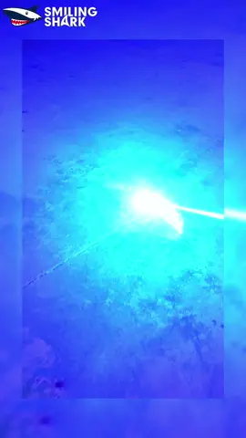 Powerful Laser #Powerful #flashlight #flashlights #light #lights #night #outdoor #Outdoors #edc #fyp #Smilingshark #laser #lasers 