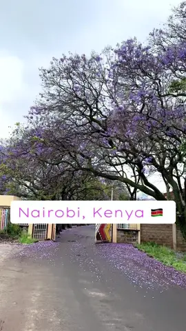 Go melt in that pool of violet petals 💜💜 #jacarandapropaganda #jacarandatrees #Jacaranda #nairobi #nairobirailwaymuseum 