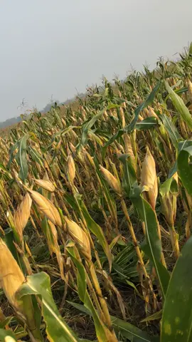 Alhamdulillah #fyp #petanimuda #petanimilenial #petani #