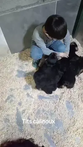 #Chiots #élevage #Rottweiller #FacebookBehhPlt #DeuxSèvres 