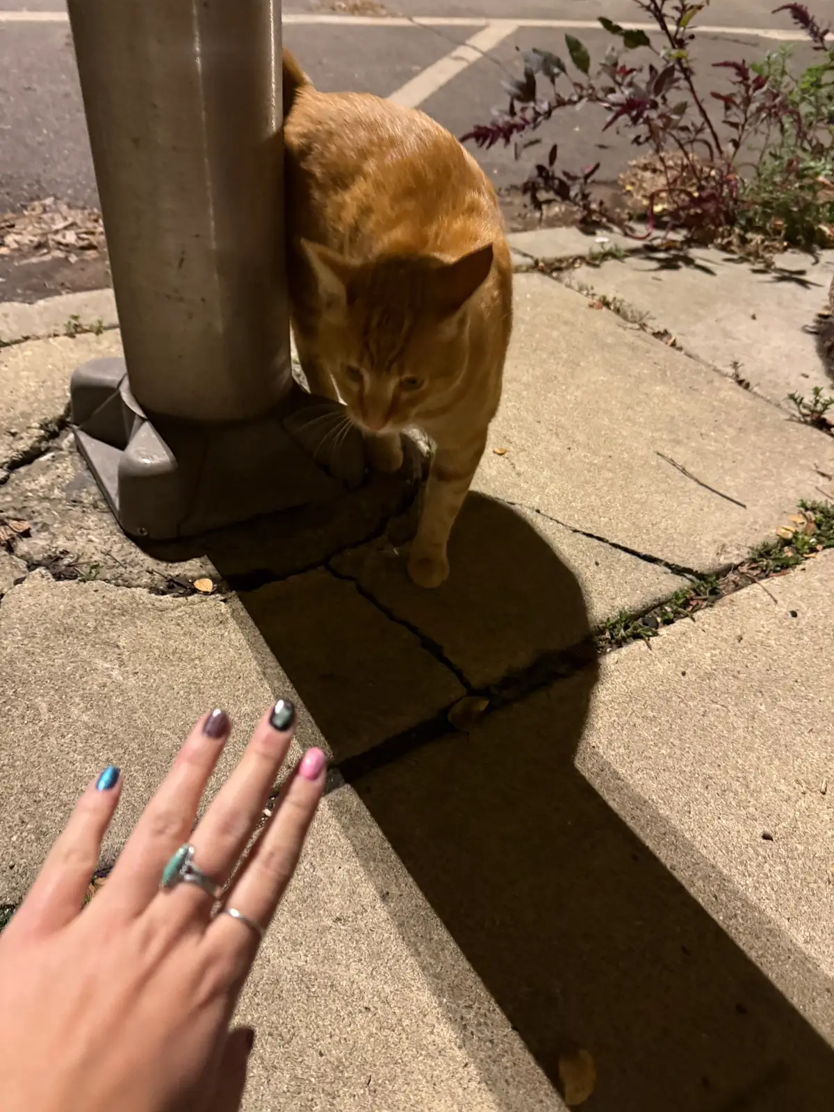 me when i see a cat 
