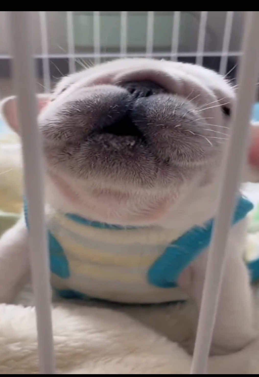wash my bellayy #thepibblepost #pibble #fypシ #gmail #tiktok 