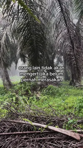 #petanisawit #sawitriau #sawitontiktok #fypシ゚ #fyp 