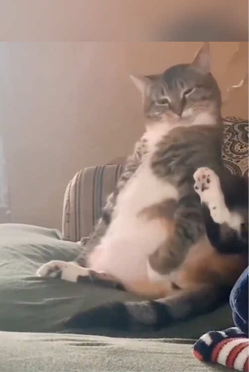 fat cat core. 