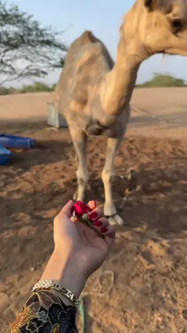 #خالديات #اكسبلور_تيك_توك 