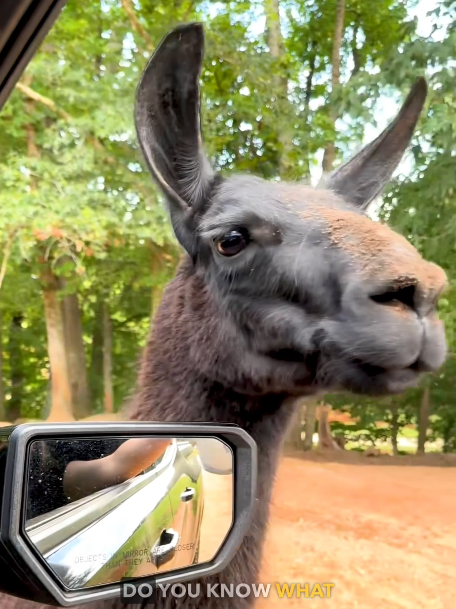 I swear other animals are gettin' smarter than us 🎙 via @Nicolew1204 #ozzyman #funny #wildlife