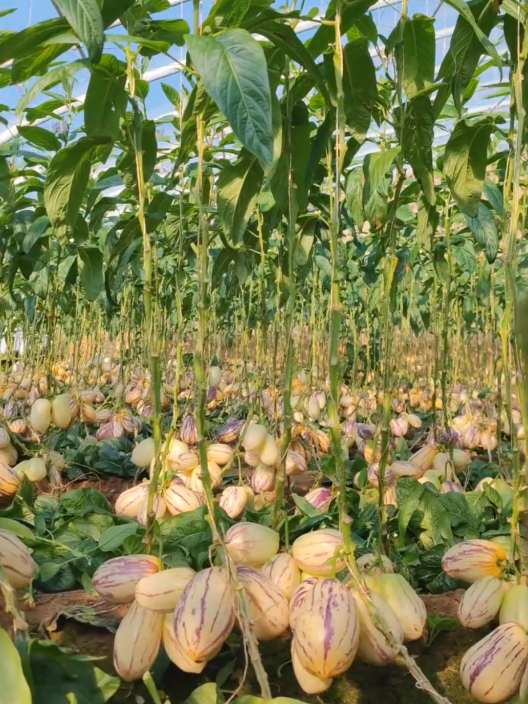 Benih buah ginseng kulit nipis dan berjus, sesuai tanam dalam pasu atau laman rumah. #tanamanrumah #buahginseng #benih #tanambuahtropika