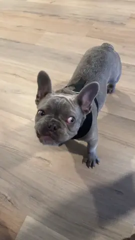 Dog sneezing like it’s a comedy show #funnydogs #dogsneezes #cutepets #doglife #pethumor 