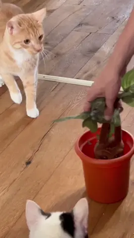 Homie was frightened!!!🤣🤣🤣#cat #funnyvideos #foryou #catsoftiktok #funny #usa 