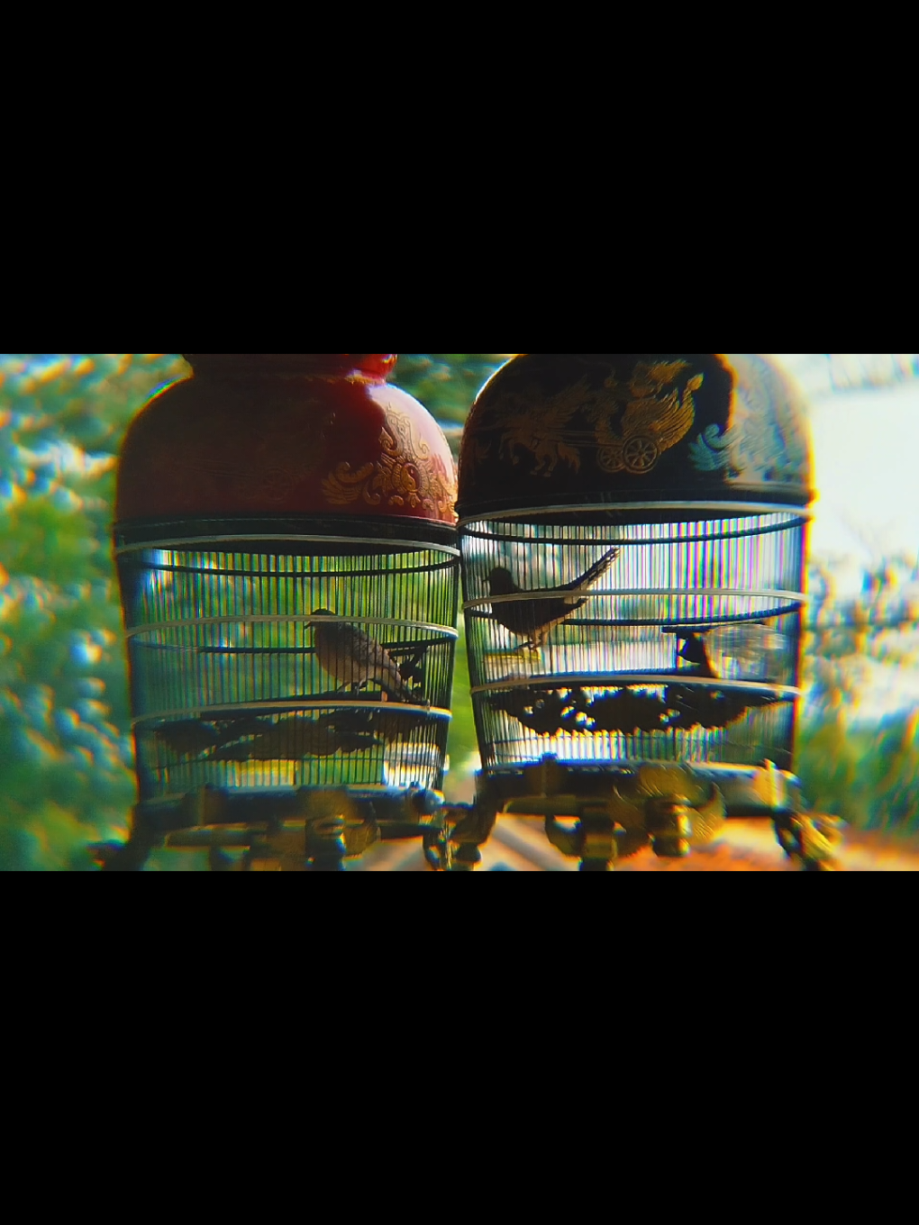 Hobby pria desa yang jauh dari kata mewah #perkutut #perkututlokal #kungmania #hobby #vibes 