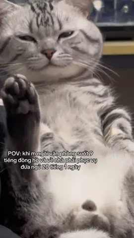 Đời mà #viral #xuhuong #fyb #cats 