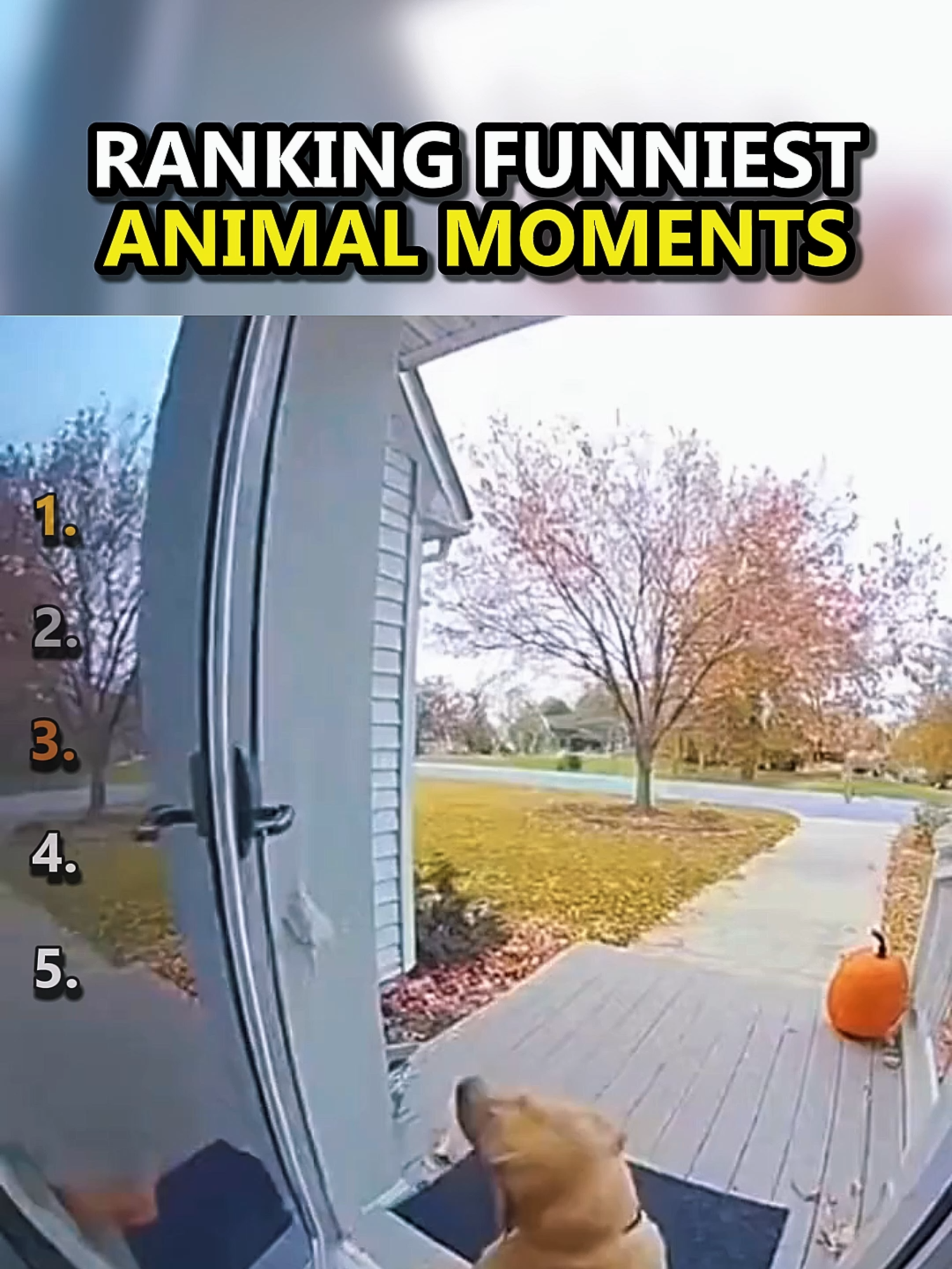 ranking funniest animal moments