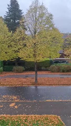 الحمدلله دايمأ وابدآ🍁🍁🙏🍂🍂#t #اكسبلورexplore #hahtag #tranding #لبنان🇱🇧_سوريا🇸🇾_فلسطين🇵🇸_تركيا 