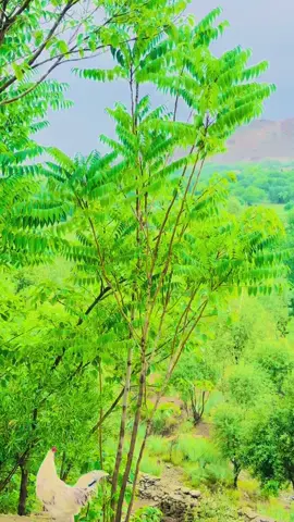 #زندباد______افغانستان🇦🇫 #خوستوال💪❤️🇦🇫 #وزیرستان🇦🇫 @🤝🦂🇦🇫 ړانګ ځنځير🇦🇫🦂🤝 