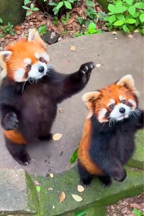 Funny red panda #fun #funny #funnyanimals #redpanda #funnyredpanda #funnytiktok #fyp #fypシ #foryou #redpanda
