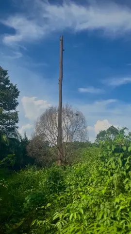 Pohon Kayu Ulin, Masih Berdiri Kokoh Sudah Puluhan Tahun! Di Atas Nya Tempat Bersarang Burung Beo #pesonakalimantan #pulaukalimantan #fyp #kalimantan #hutankalimantan 