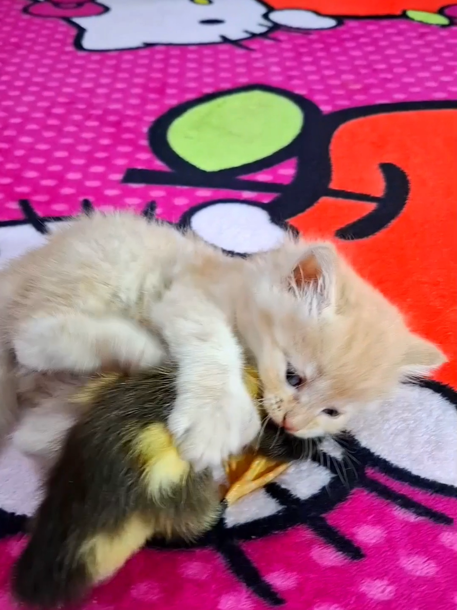 funny cat Playing with duckling #funnyanimals  #funnycat  #funny_kitten_and_duckling  #funnu_kitten #cat