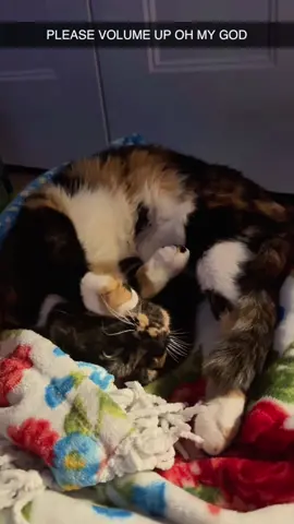 He knows too much 😶🐾 #Cat#Cats#Kitten#Kittens#Meow